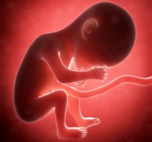 3d rendered illustration - human fetus month 6